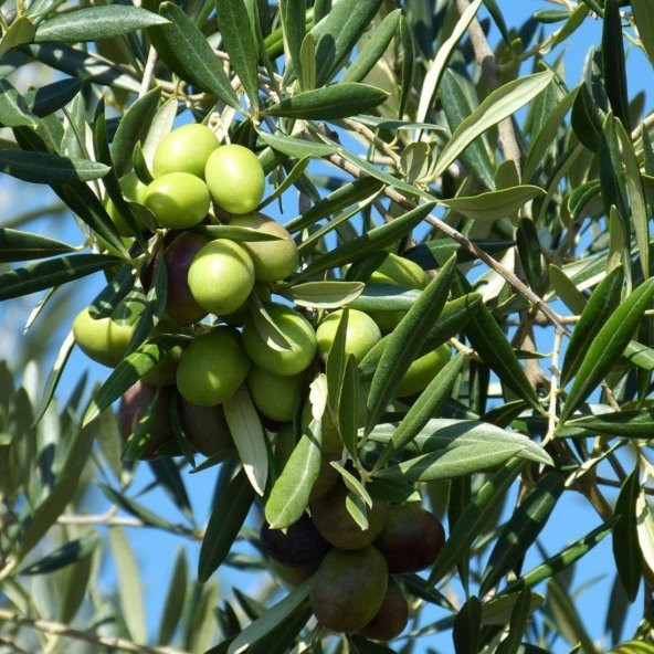 Tüplü Manzalina Zeytin Fidanı