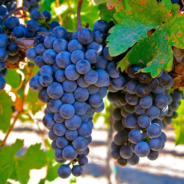 Tüplü Syrah(Şiraz) Üzüm (Asma-Bağ) Fidanı - 3