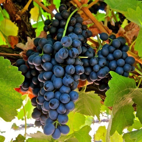 Tüplü Syrah(Şiraz) Üzüm (Asma-Bağ) Fidanı - 6