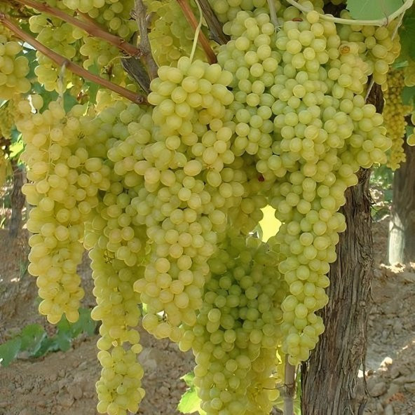 Tüplü K7 Çekirdeksiz Üzüm(Asma) Fidanı - 5