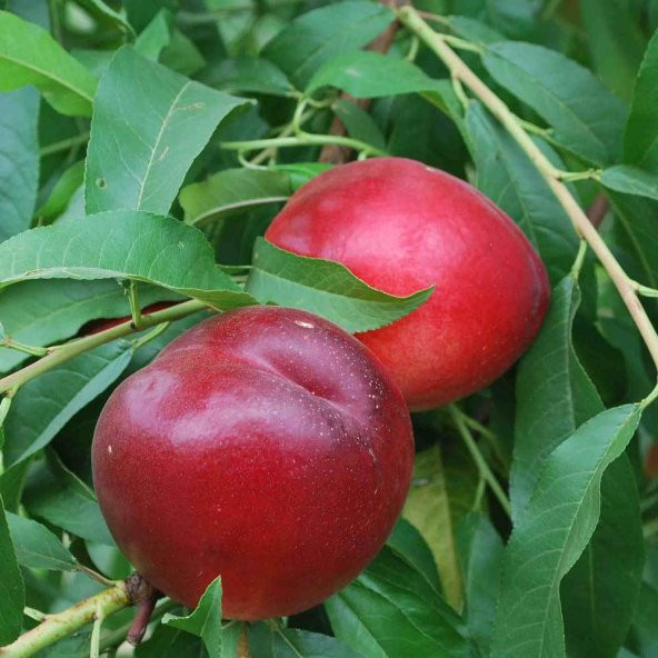 Tüplü Yarı Bodur Caldesi Nektarin Fidanı - Resim 3