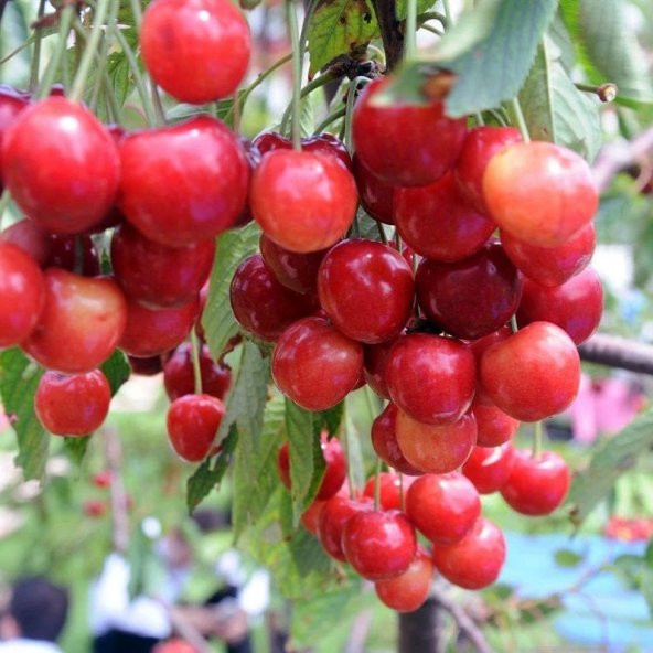 Tüplü Yarı Bodur Early Burlat Kiraz Fidanı - 5