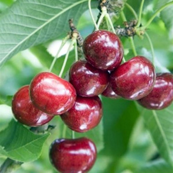 Tüplü Yarı Bodur Summit Kiraz Fidanı - 5