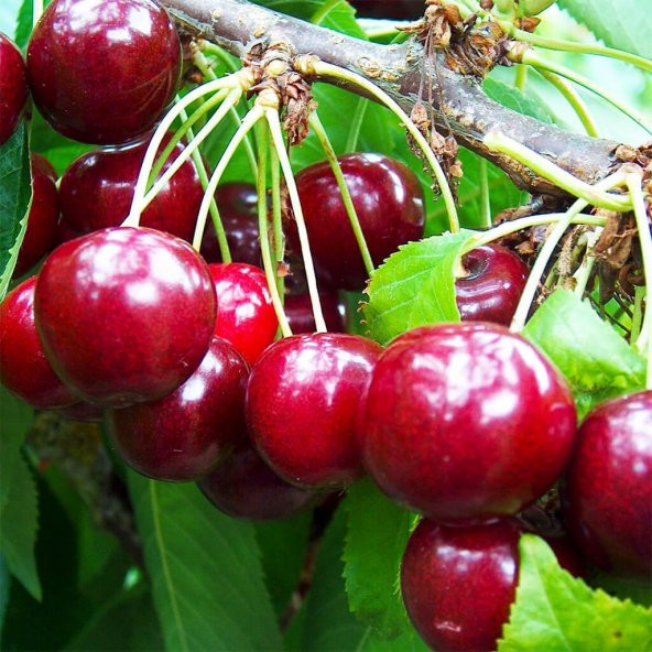 Tüplü Yarı Bodur Summit Kiraz Fidanı - 9