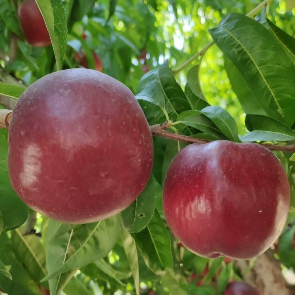 Tüplü Yarı Bodur Sweet Lady Nektarin Fidanı - 2