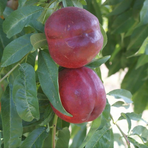 Tüplü Yarı Bodur Sweet Lady Nektarin Fidanı - 5