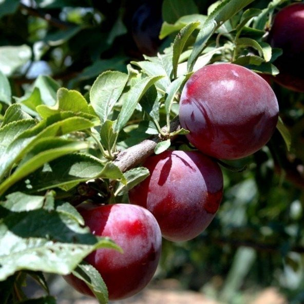 Tüplü Yarı Bodur Primetime Erik Fidanı - 5