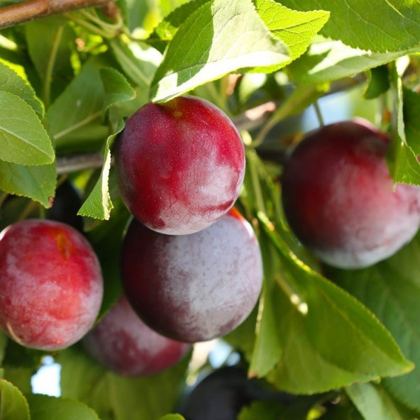 Tüplü Yarı Bodur Primetime Erik Fidanı - 8