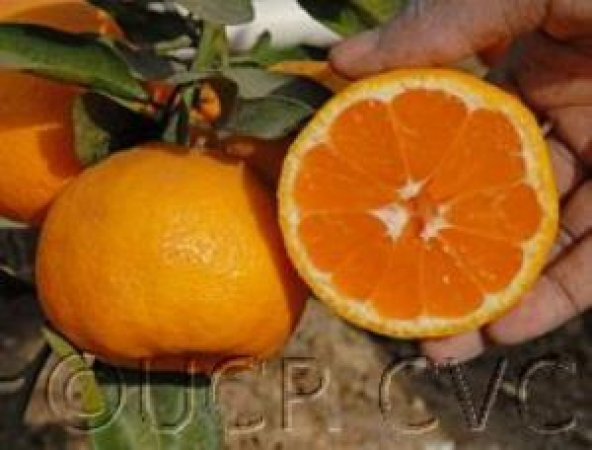 Tüplü Yarı Bodur Miho Wase Mandalin Fidanı - 3