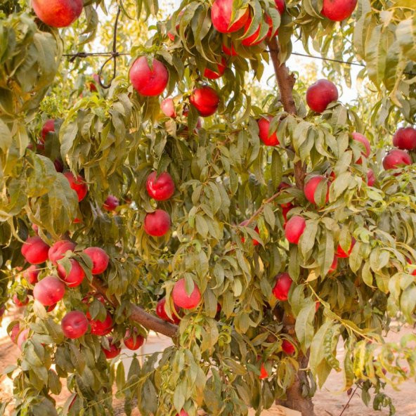 Tüplü Yarı Bodur Double Red İri Meyveli Nektarin Fidanı - 6