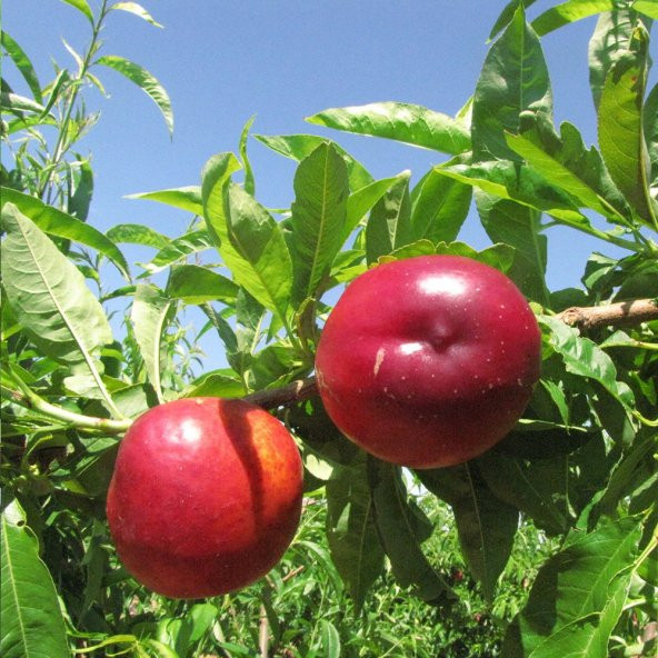 Tüplü Yarı Bodur Orion Nektarin Fidanı - 6