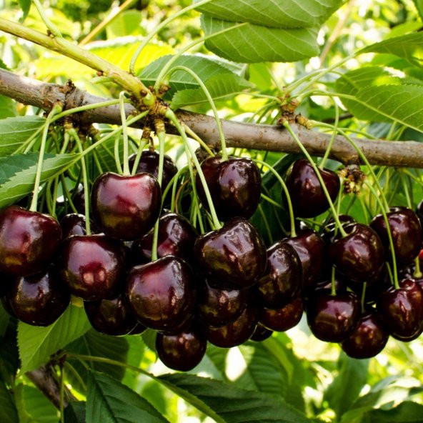 Tüplü Tam Bodur Karina Kiraz Fidanı - 2