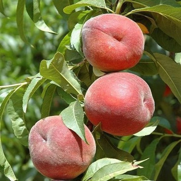 Tüplü Yarı Bodur Royal Glory Şeftali Fidanı - 8