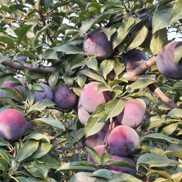 Tüplü Yarı Bodur Showtime Erik Fidanı - 4