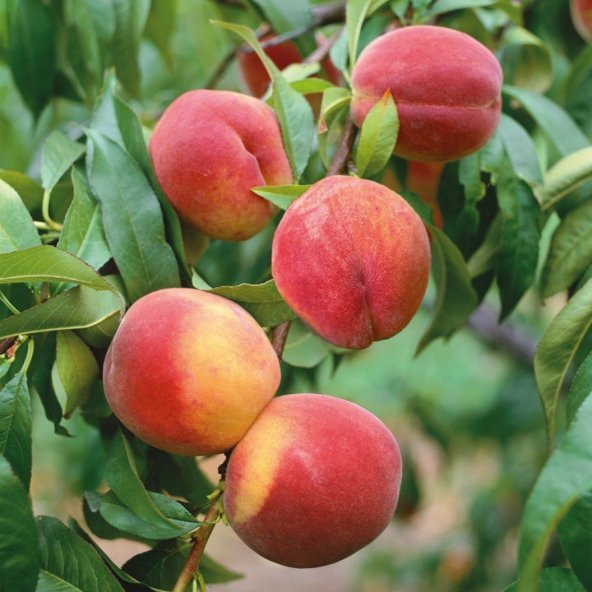 Tüplü Tam Bodur İnnovative Tree Glohaven Şeftali Fidanı - Resim 3