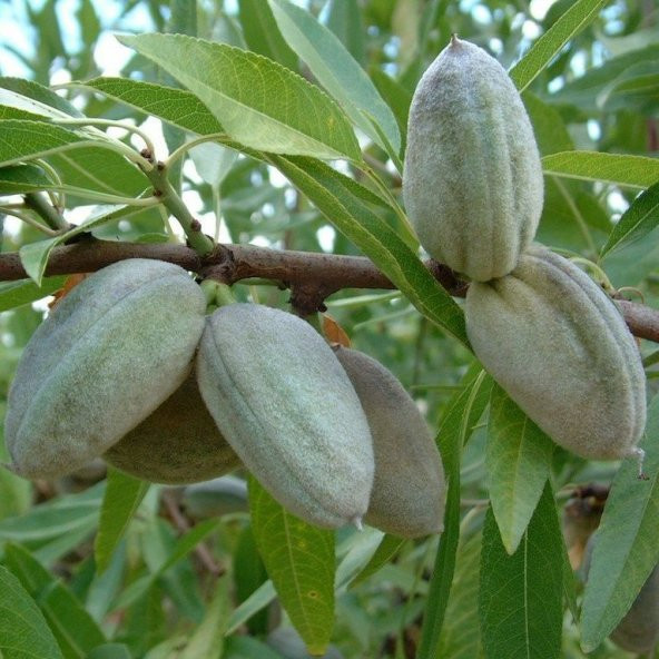 Tüplü Yarı Bodur Bertina Badem Fidanı - 7