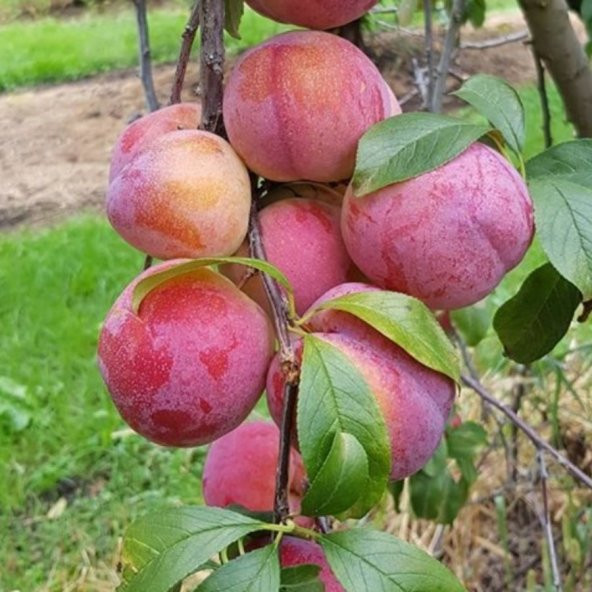Tüplü Yarı Bodur Autumn Giant Erik Fidanı - 8