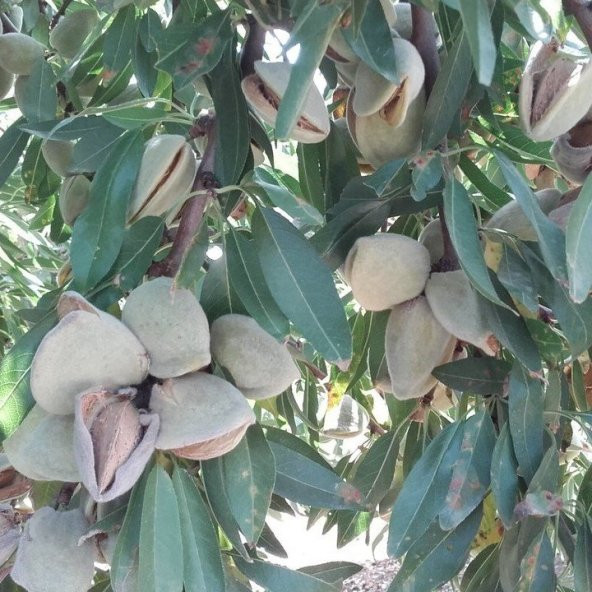 Tüplü Kendine Verimli Yarı Bodur Laurenne Badem Fidanı - 4