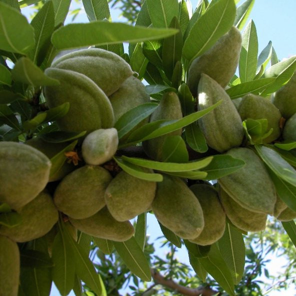 Tüplü Kendine Verimli Yarı Bodur Laurenne Badem Fidanı - 5