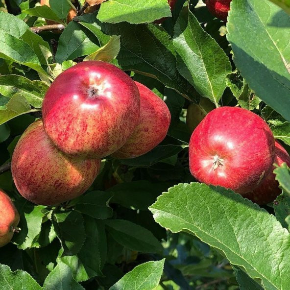 Tüplü Yarıbodur Yazlık Summer Red Elma Fidanı
