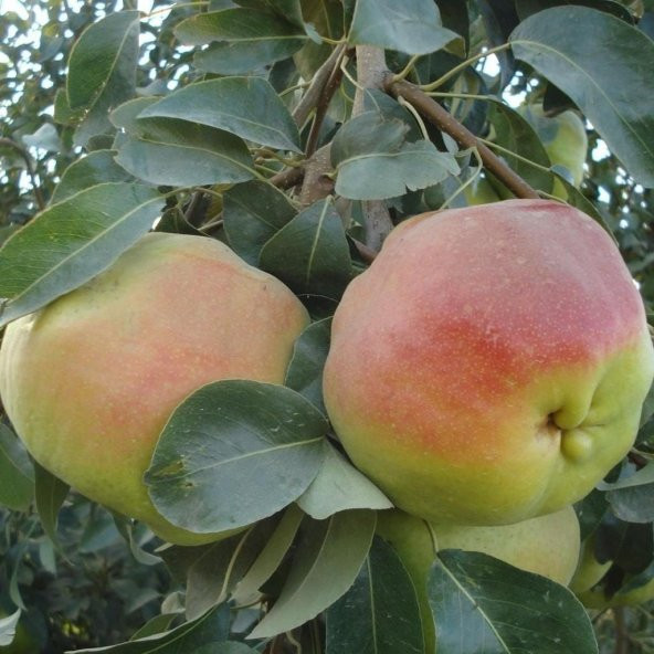 Tüplü Dev Meyveli Yarıbodur Deveci Armut Fidanı