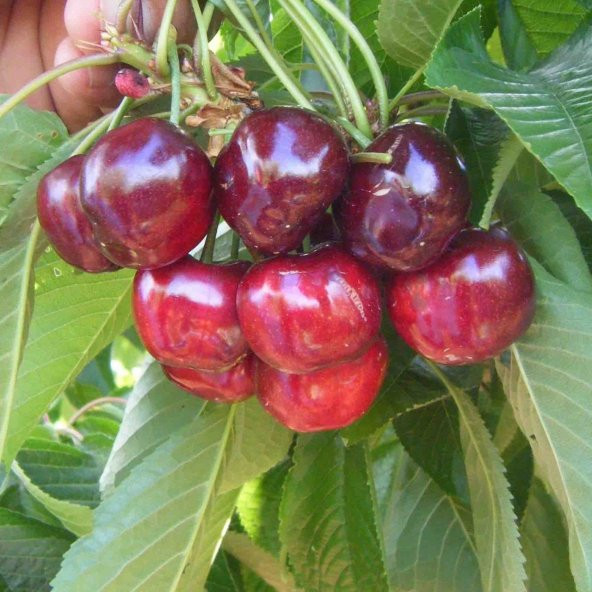 Tüplü Erkenci Yarı Bodur Early Lorry Kiraz Fidanı - 2