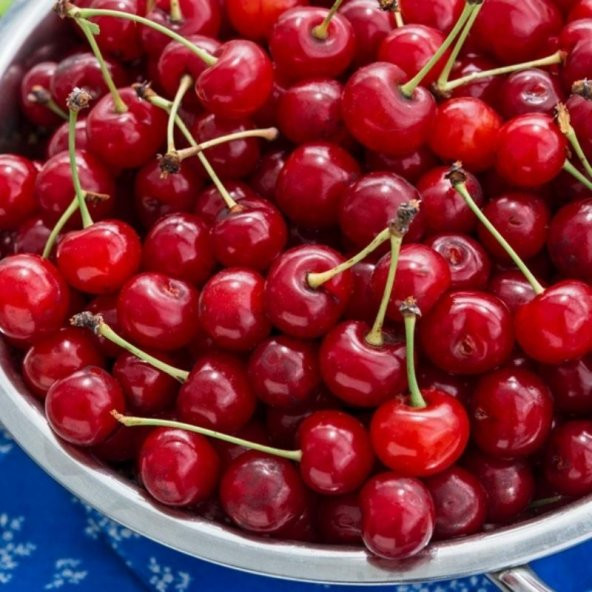 Tüplü Yarı Bodur Yüksek Verimli Montmorency Vişne Fidanı - 3