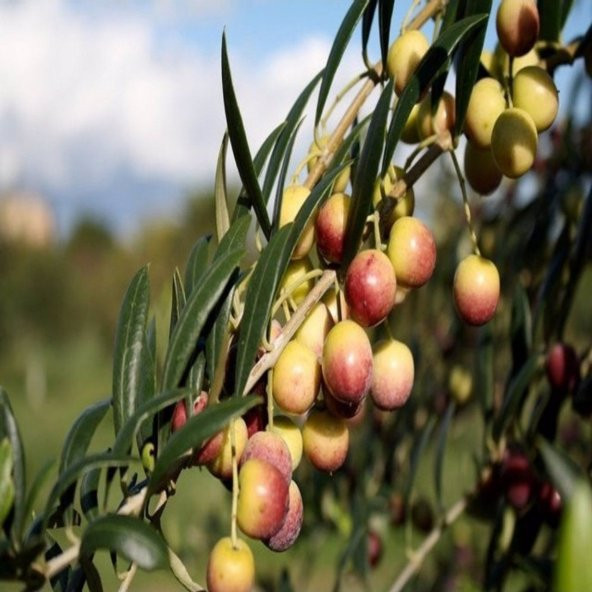 Tüplü Arbosona Bodur Zeytin Fidanı - 8