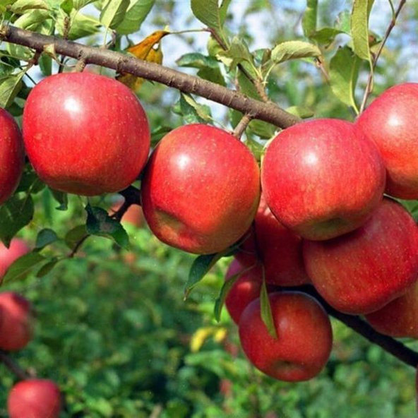 Tüplü Tam Bodur Fuji Kiku Elma Fidanı - 5