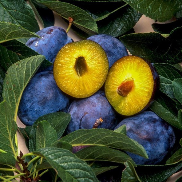 Tüplü Tam Bodur İnnovative Tree Mürdüm Eriği Fidanı - 7