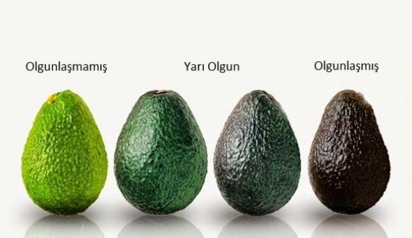 Avokado, Avocado, Avakado (1 Adet) - 3