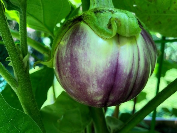 Naturel Rosa Bianca Patlıcan Tohumu (20 Tohum)