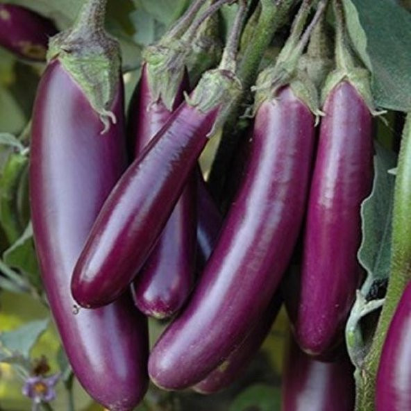Naturel Long Purple Patlıcan Tohumu (50 Tohum)