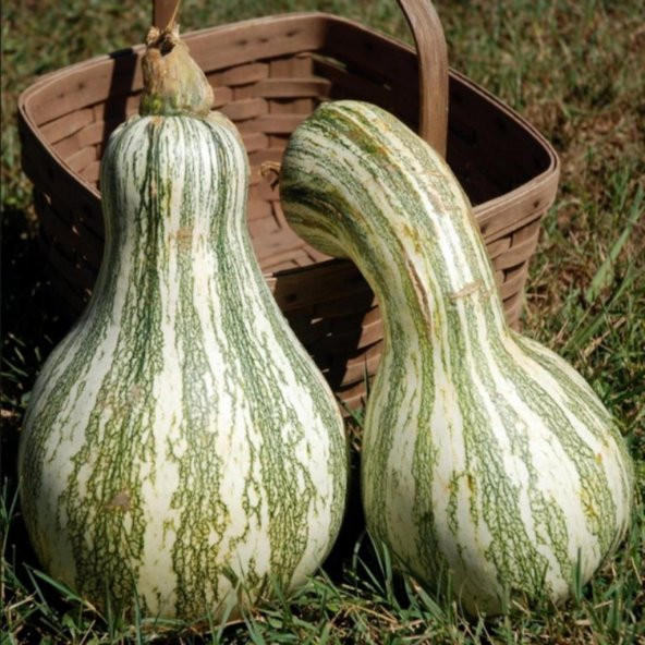 Cucurbita Argyrosperma Balkabağı Tohumu (5 Tohum)