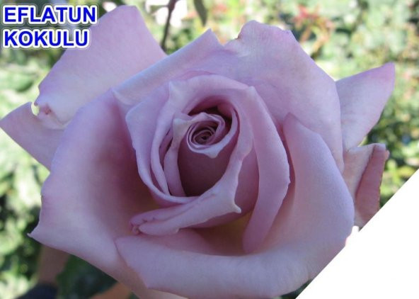 Tüplü Yediveren Eflatun Lila Hafif Kokulu Gül Fidanı