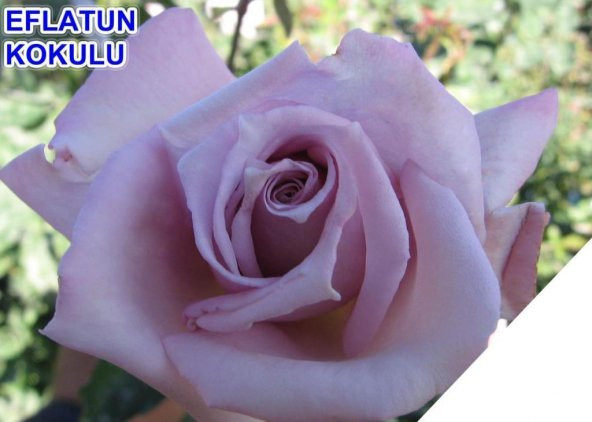 Tüplü Yediveren Eflatun Lila Hafif Kokulu Gül Fidanı - 2