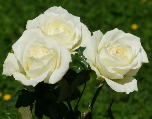 Tüplü Beyaz Renkli Baston Gül Fidanı - 2