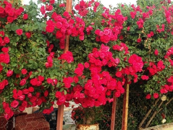 Tüplü Kokulu Kırmızı Cherry Belle Sarmaşık Gül Fidanı(120-160 cm) - 3