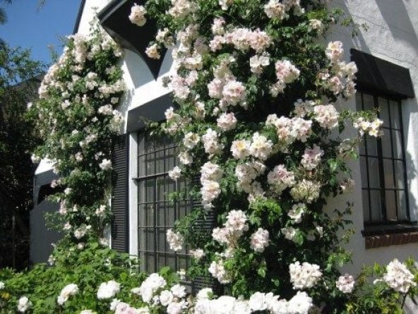 Tüplü Yediveren Kokulu White Quen Sarmaşık Gül Fidanı - 3