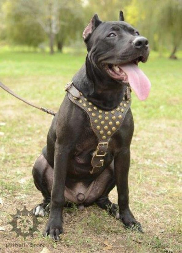 Gladyatör Deri Köpek Tasması Dogo Tasma Pitbull Tasma - 9