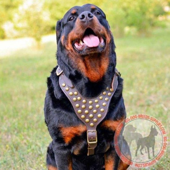 Gladyatör Deri Köpek Tasması Dogo Tasma Pitbull Tasma - 10