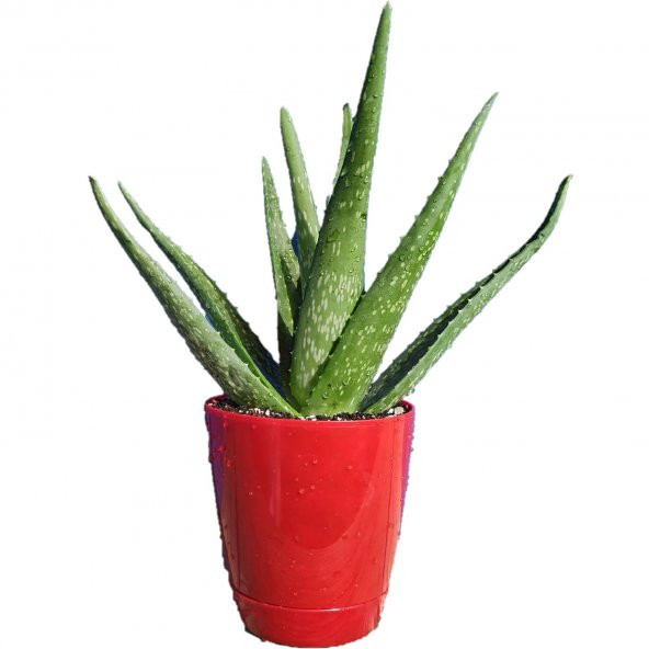 TORU BAHÇE Aloe vera Bitkisi-Jel için 15-25 Cm Doğal Krem Şifalı Bitki Sarısabır