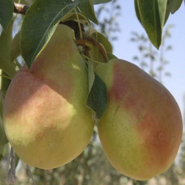 Tüplü Tam Bodur Akçay 77 Armut Fidanı - 4