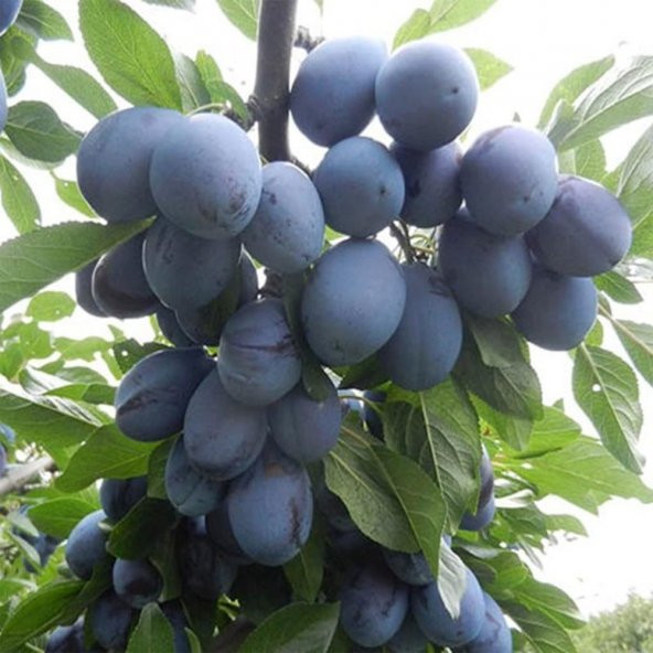 Tüplü Yarıbodur Briton Erik Fidanı - 3