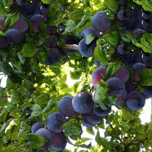 Tüplü Yarı Bodur Angeleno Erik Fidanı - 5