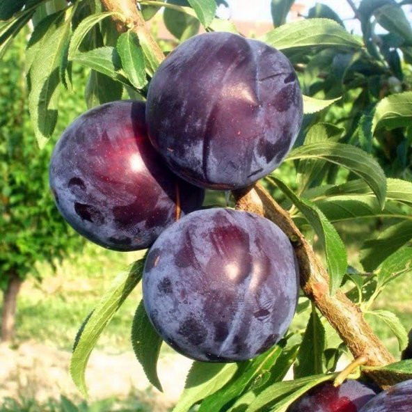 Tüplü Yarıbodur Tracy Sun Erik Fidanı - 8