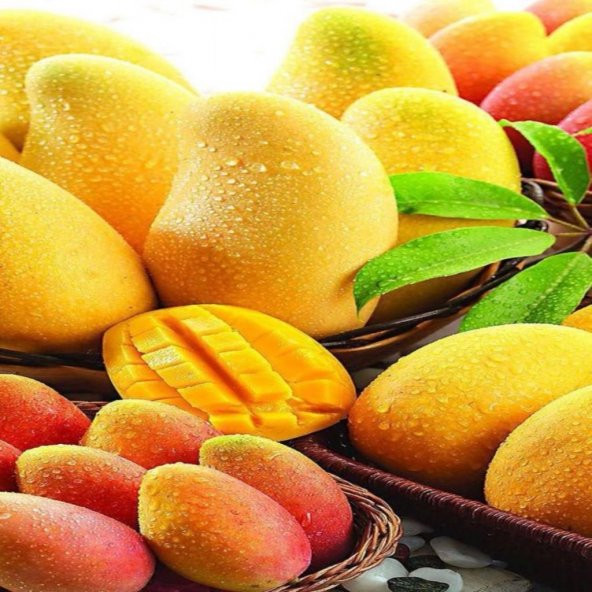 Tüplü Tropikal Mango Fidanı (Aşılı)