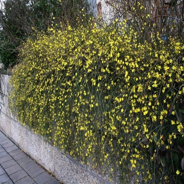 Sarı Çiçekli Yasemin Fidanı - 3