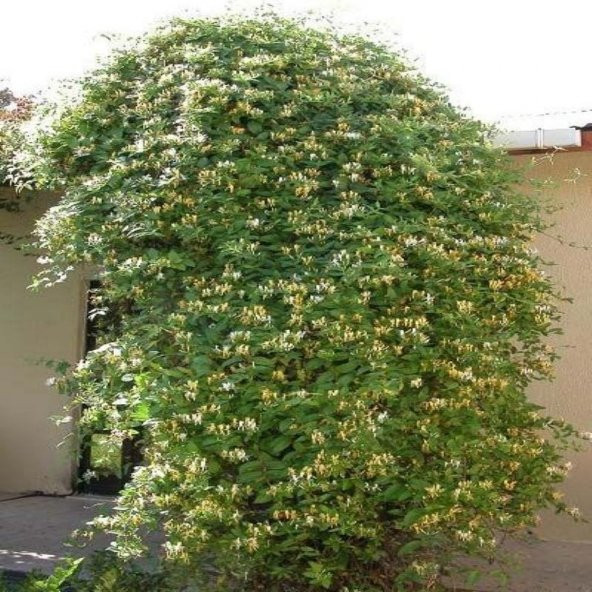 Tüplü Kokulu Lonicera Caprifolium Hanım Eli Fidanı (40-60 cm) - 6
