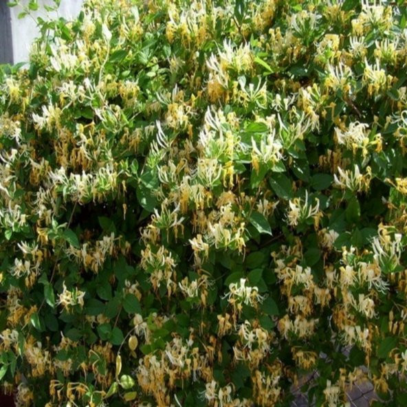 Tüplü Lonicera caprifolium Hanım Eli Fidanı 5-6 yaş  (150-250 cm) - 8